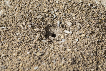 Ant hill hole