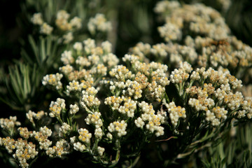 in indonesia flower of edelwais is flower of immortality