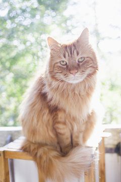 Portrait of Maine Coon cat sitting on wooden stool during sunny day