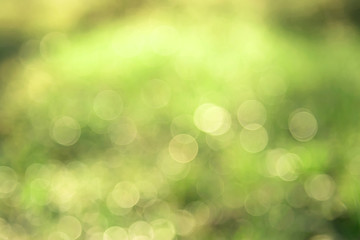 Fototapeta premium Dewdrops on grass and light of sunset