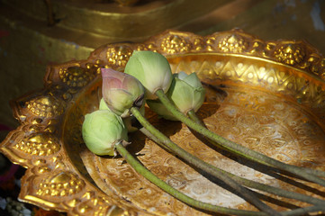 Lotus flower on the gold tray of old for worship In Buddhism