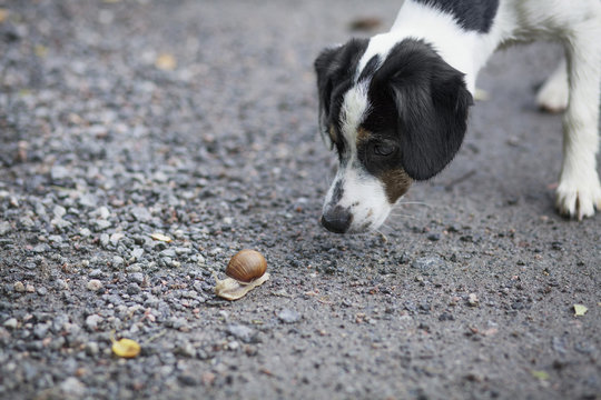 Close-up of dog looking at snail on ground