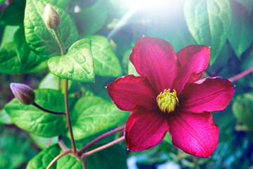 Beautiful large scarlet clematis flower on a background of green leaves in nature close-up macro....