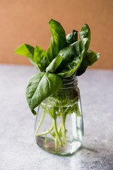Fresh Basil Leaves in Glass of Water .
