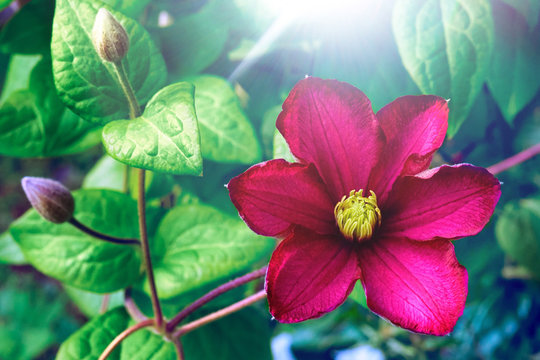 Beautiful large scarlet clematis flower on a background of green leaves in nature close-up macro. Gorgeous snazzy colorful artistic image spring, summer.