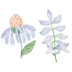 Fototapeta na wymiar Hand paintings pack. Watercolor floral objects