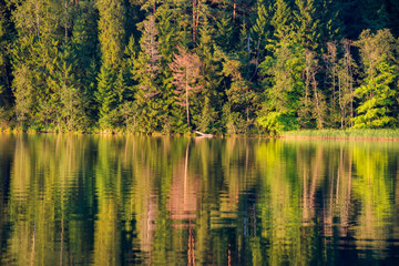 Fototapeta na wymiar Forest reflects in the calm water of the lake