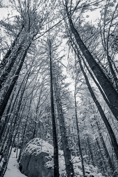 Fototapeta lower view above on high nude forest trees frozen covered up with snow in winter scenery in black and white