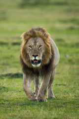 An african Lion at Masai Mara National Park Kenya