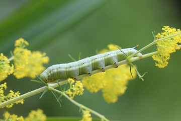 Taubenschwänzchen Raupe auf Blüte, Macroglossum stellatarum