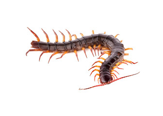 centipede on white background