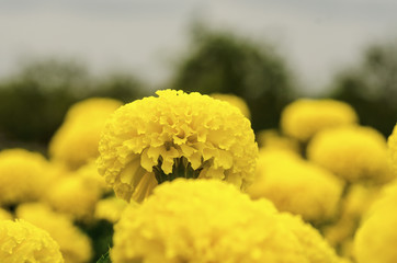 Marigold flowers With background blurred