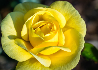 yellow rose