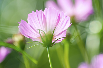 Pink flowers. Against the sky background