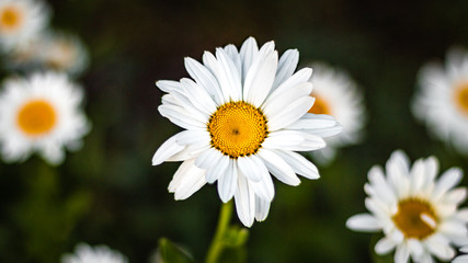 daisy in the grass