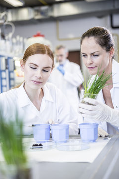 Scientists in lab examining plants and soil sample
