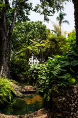 Fototapeta premium Parc with pond and palms - palm garden