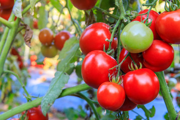 Fresh tomato on the stem in the garden.