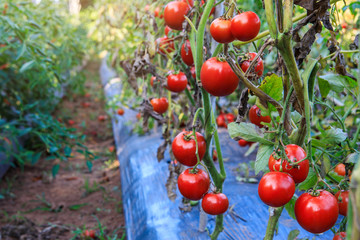 Fresh tomato on the stem in the garden.