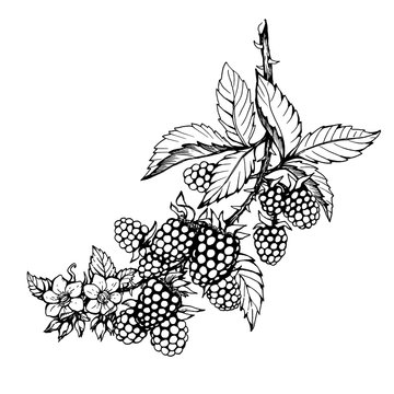 Graphic of branch with blackberry fruit, flowers and leaves (Rubus genus, black berries). Black and white outline illustration, hand drawn work. Isolated on white background.