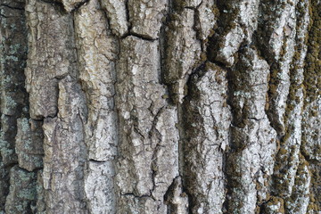 Cracked dry bark of tree with moss and lichen
