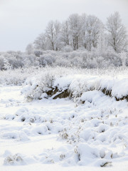 Christmas fairy tale snow scenary. Winter cloudy landscape with snow on the ground and frost on shrubs and branches. Hillocky field and faraway trees.