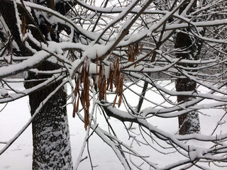 Winter forest maple fruits under snow