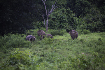 wild elephants live in deep forest at Kui Buri National Park, Thailand