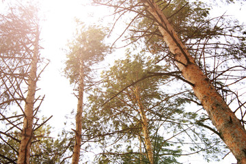 pine forest under deep blue sky, sunset