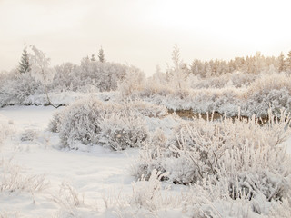 Christmas fairy tale snow scenary. Winter cloudy landscape with snow on the ground and frost on branches of the shrubs.