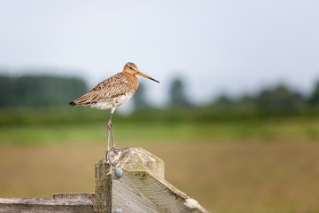 The sitting Godwit
