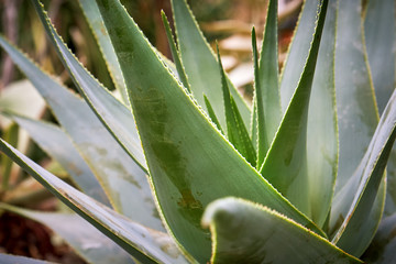 Obraz premium Closeup shot of Aloe viguieri leaves, selective focus