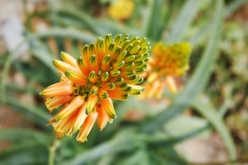 Aloe ngobitensis flower, selective focus, copy space
