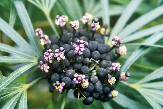 Green Aralia (Osmoxylon lineare) also known as Miagos Bush
