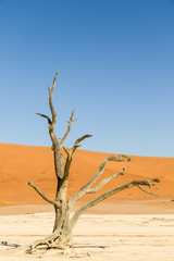 Toter Baum in Deadvlei