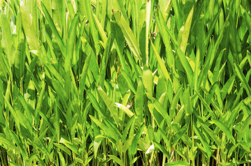 Green leaf patterned background