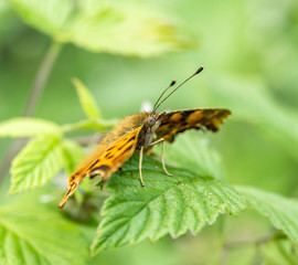 anglewing butterfly closeup