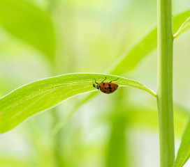 Fototapeta premium ladybug under a green leaf