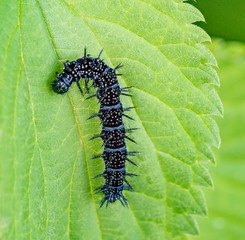 european peacock caterpillar