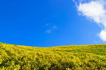 Fototapeta premium Landscape of beautiful Mexican sunflower in Tung Bua Tong in Maehongson (Mae Hong Son) Province, Thailand.
