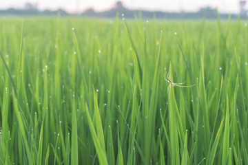 Spider on green leaf of rice plant and dew on leaf in evening.