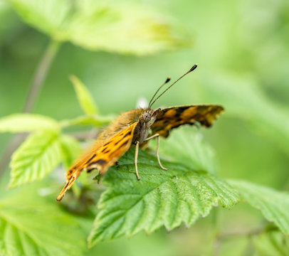 anglewing butterfly closeup