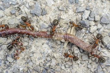ants and earthworm