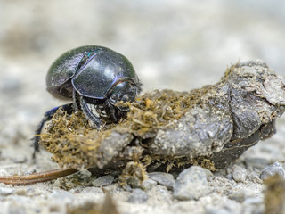 dung beetle closeup