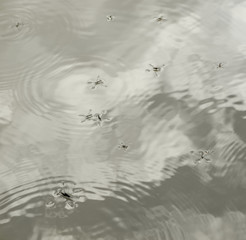 water surface with water skippers