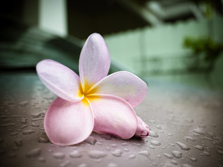 Fototapeta na wymiar Beautiful Frangipani flowers with water-drops on blurred background