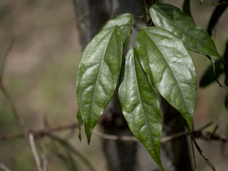 Close up of Tiliacora triandra