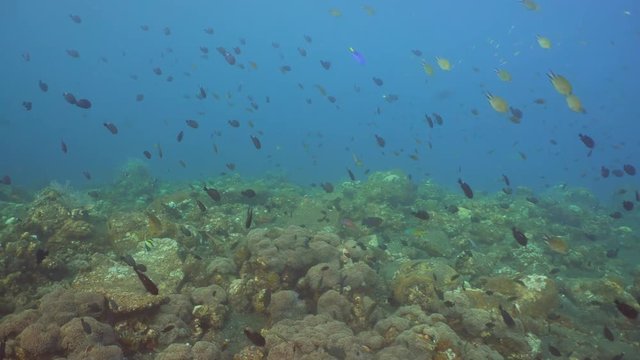 Tropical fish on coral reef. Wonderful and beautiful underwater world with corals and tropical fish. Hard and soft corals. Diving and snorkeling in the tropical sea. Travel concept. 4K video.