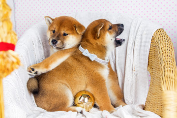 Cute Puppy breed Shiba inu