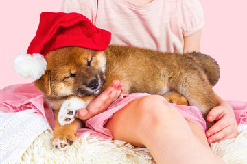 Cute Puppy breed Shiba inu